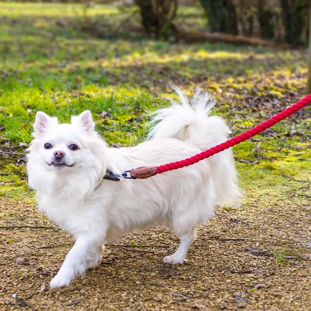 AllPetSolutions Cotton Rope Dog Lead, Cream, 120cm