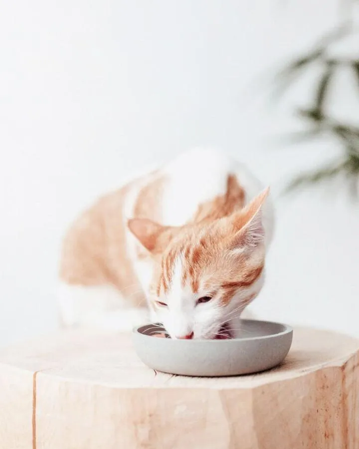District 70 Bamboo Cat Bowl - Merengue