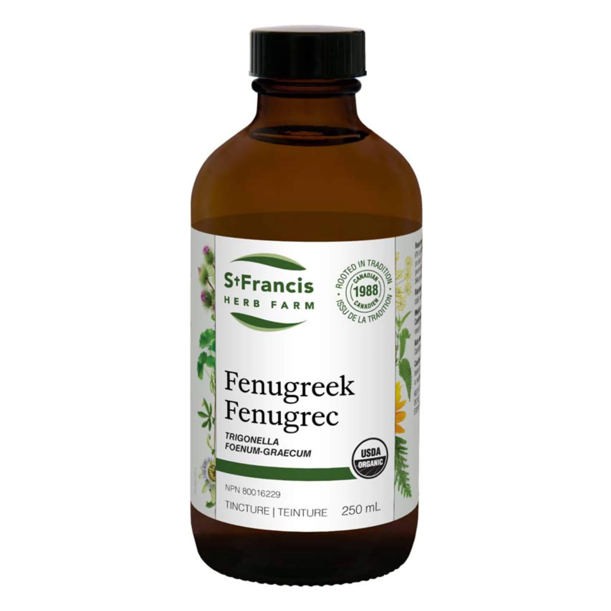 Fenugreek - Trigonella foenum-graecum